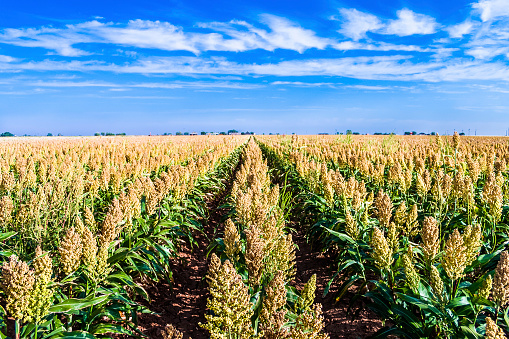 field of sorghumrows of a sorghum crop growing in a field in West Texas