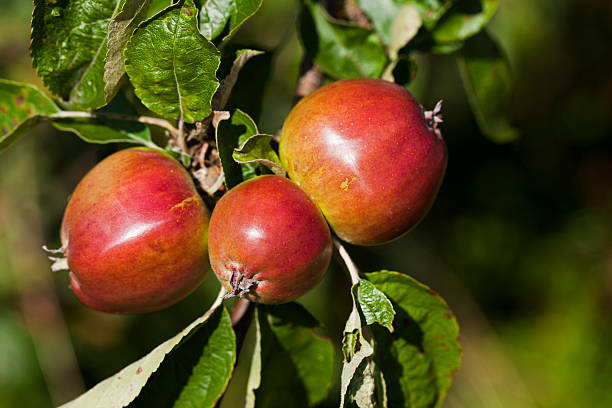 istock Red apples in the autumn. Copy space. 503285397
