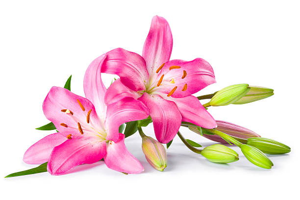 istock Pink lily flower isolated on white background 503285901