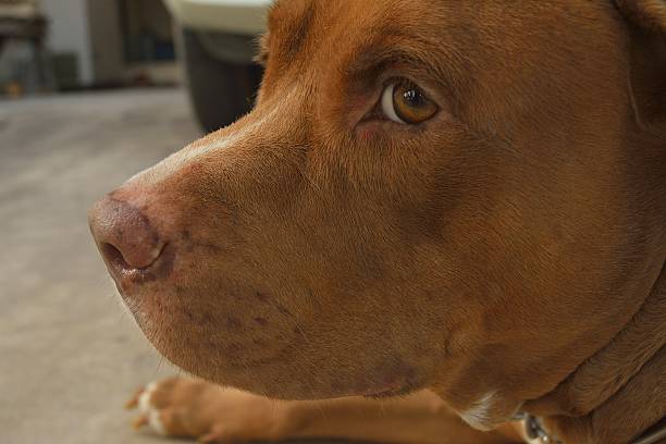 pitbull half face of pitbull blue nose pitbull pictures pictures stock pictures, royalty-free photos & images
