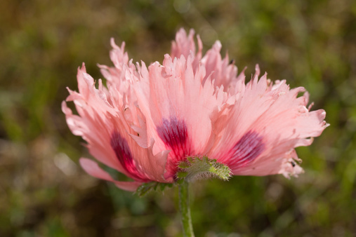 Poppy with pink flowers and ruffled petals.