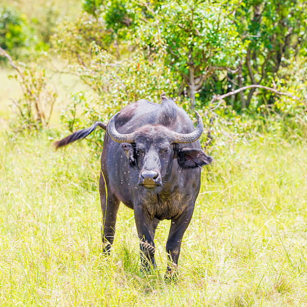 istock Female Buffalo - shaking tail agains the flies 503287813