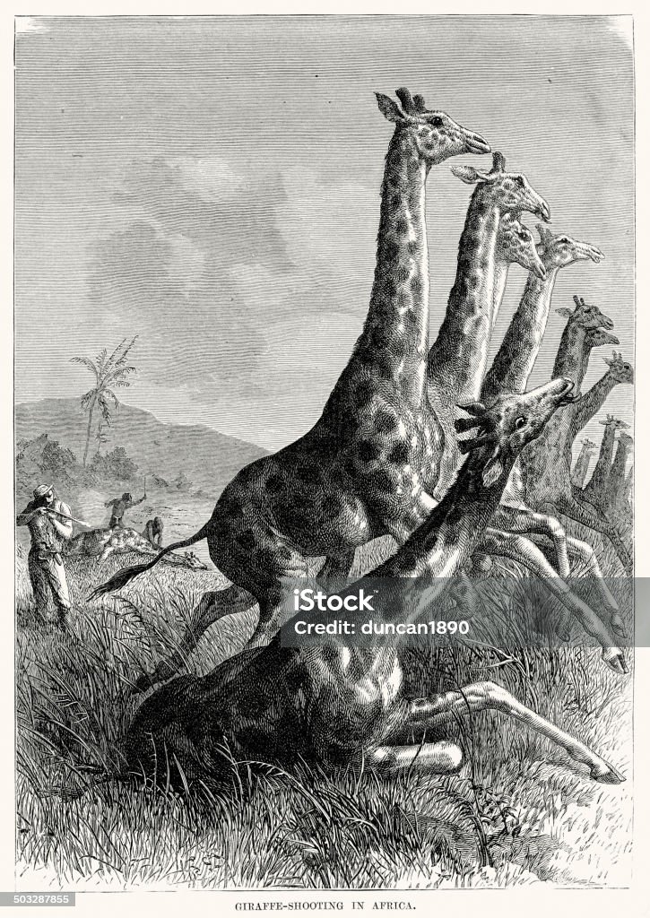Giraffe shooting in Africa Vintage engraving of Giraffe shooting in Africa. 1873 19th Century stock illustration