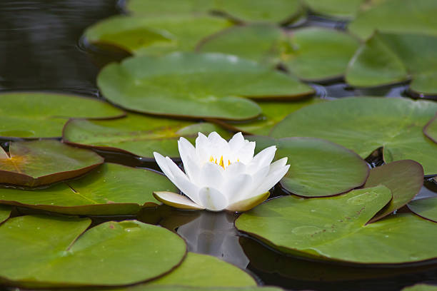 istock beautiful waterlily or lotus flower. 503288469