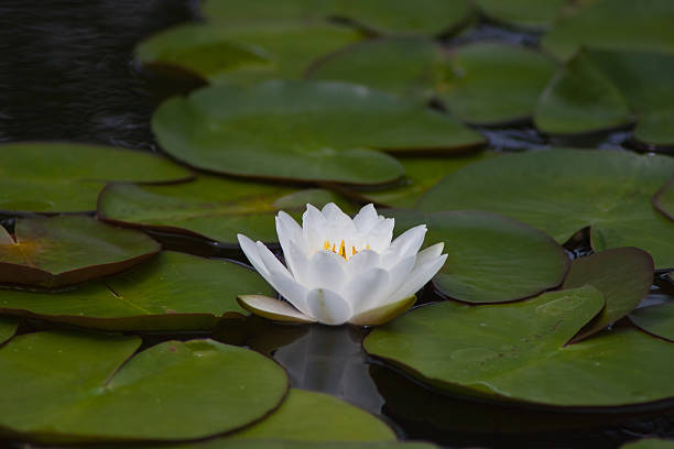 istock beautiful waterlily or lotus flower. 503289211