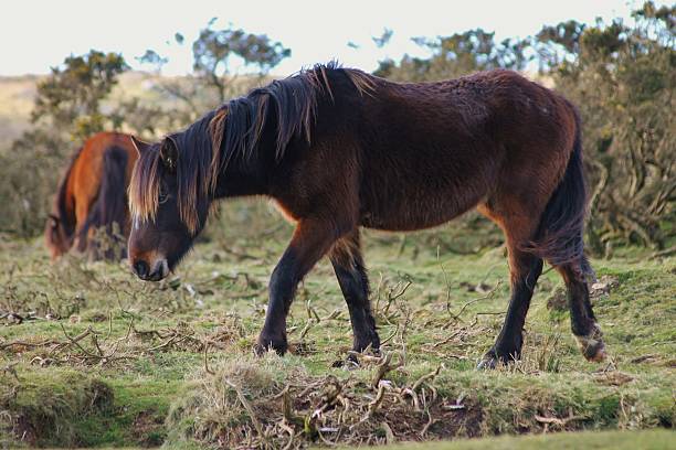 istock Moorland Pony 503289641