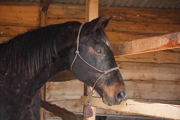 Bay horse portrait in box stall in the wooden stable