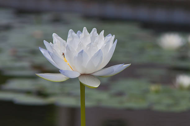 istock beautiful waterlily or lotus flower. 503290201