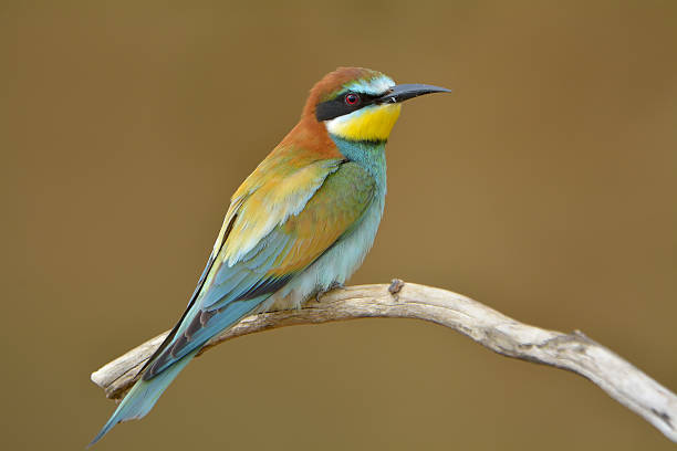 istock European bee-eater (Merops Apiaster) outdoor 503291001