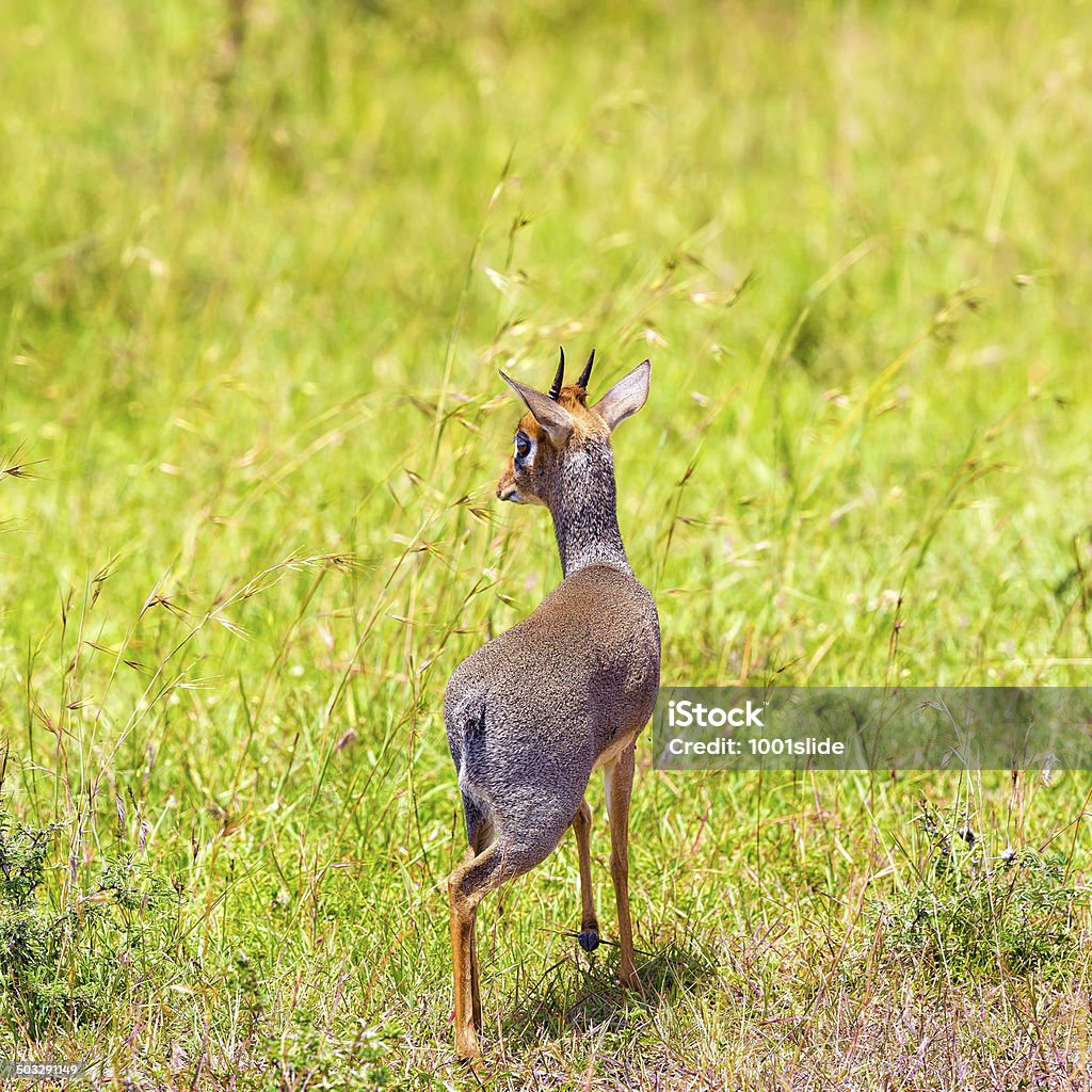 Mâle dik-dik - Photo de Afrique libre de droits