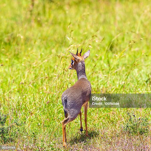 Photo libre de droit de Mâle Dikdik banque d'images et plus d'images libres de droit de Afrique - Afrique, Afrique de l'Est, Animal femelle