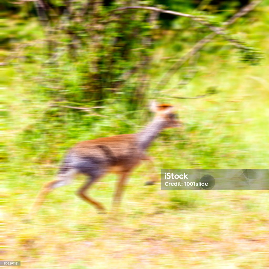 Mâle dik-dik-running - Photo de Afrique libre de droits