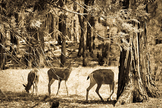 istock Mule Deer grazing in Yosemite 503291171