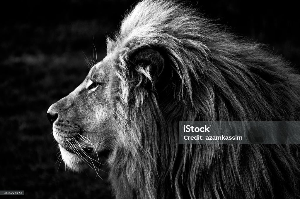 Close-up of a Lion (B&W) A Close-up of a majestic Lion in Africa in Black and White Lion - Feline Stock Photo