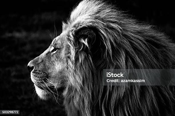 Closeup Of A Lion Stock Photo - Download Image Now - Lion - Feline, Black And White, Photography