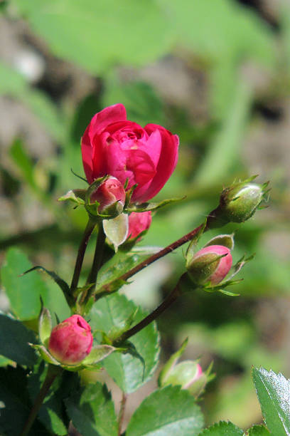 istock Pink rose in the garden 503298878