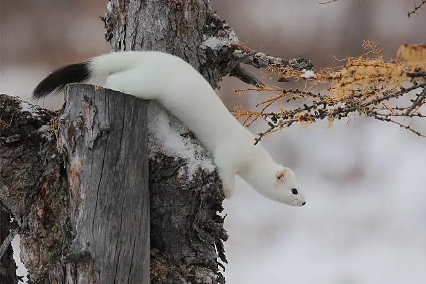 Ermine in the Siberian nature