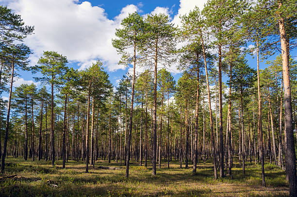 istock Pine forest on a clear Sunny day in summer . 503299690