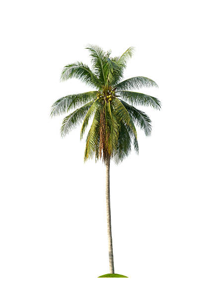 coconut tree isolated on white background stock photo