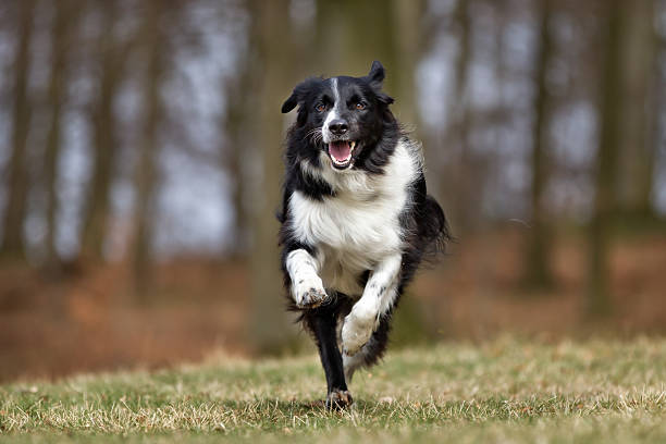 istock Border collie dog outdoors in nature 503301166