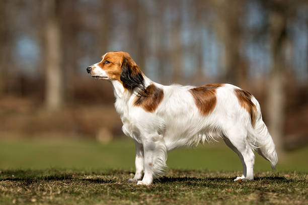 istock Kooikerhondje dog outdoors in nature 503301230