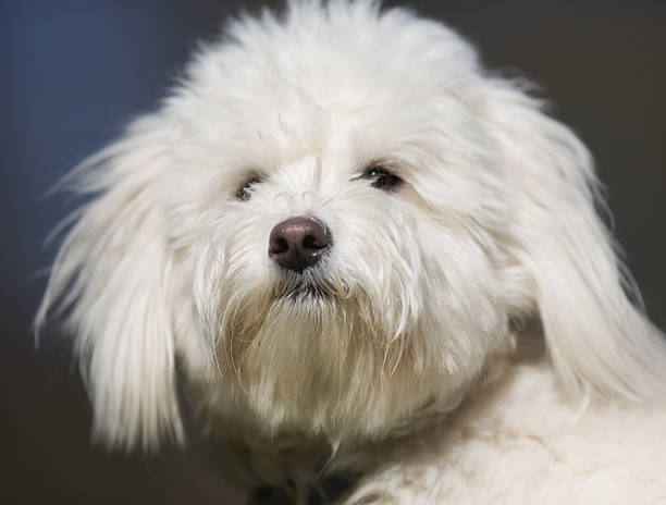 istock Cotton from Tulear dog outdoors in nature 503301410