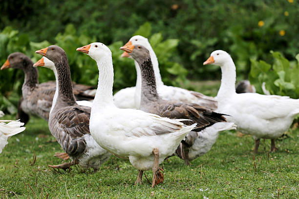 istock Flock of geeses standing on fresh green grass 503301584