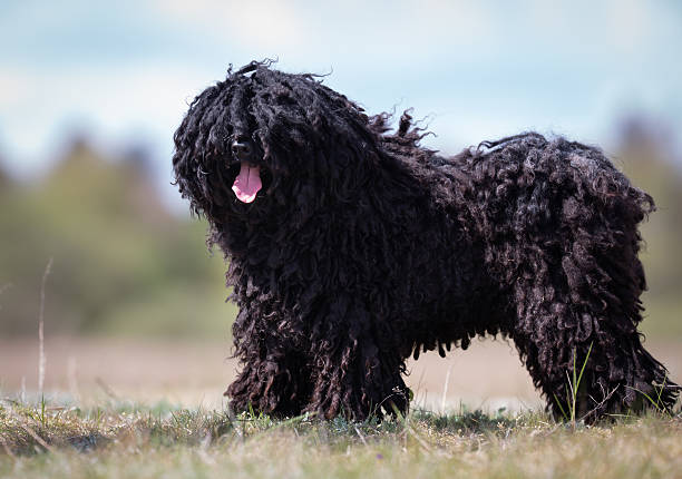 Puli ırkı köpekler