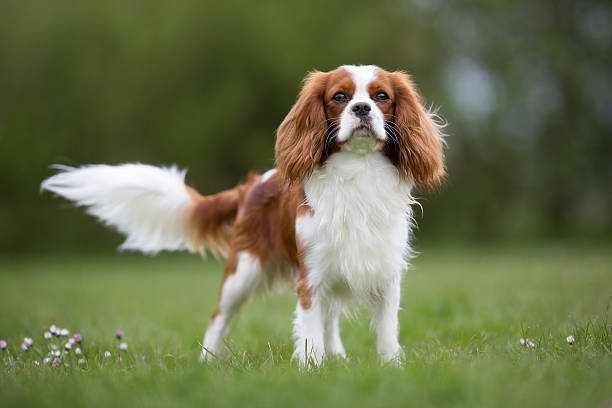 Cavalier King Charles Spaniel dog outdoors in nature stock photo