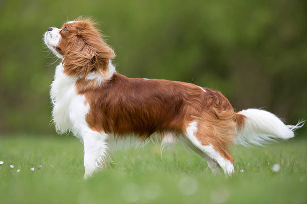 istock Cavalier King Charles Spaniel dog outdoors in nature 503301800
