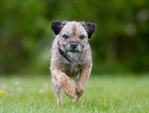 Dog outdoors in nature A purebred dog without leash outdoors in the nature on a sunny day. border terrier stock pictures, royalty-free photos & images