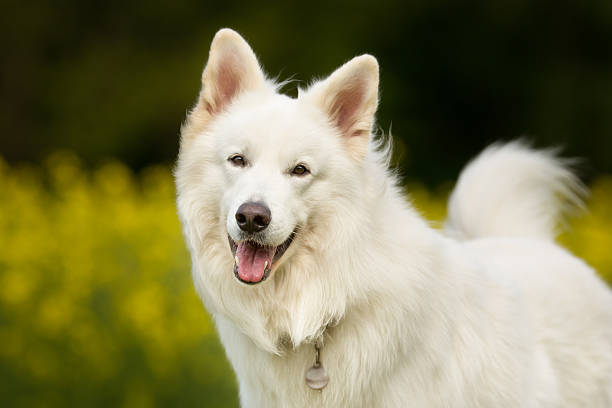 istock Happy and smiling Samoyed dog 503302088
