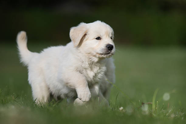 istock Young golden retriever puppy 503302212