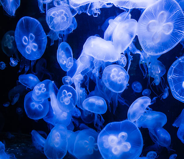 istock Moon Jellyfish in blue water 503302310