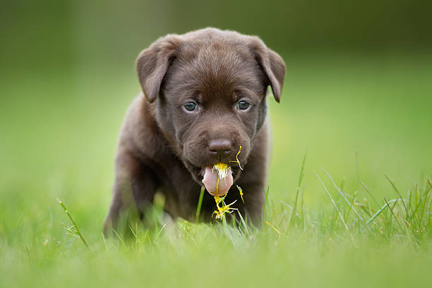 Labrador retriever puppy stock photo