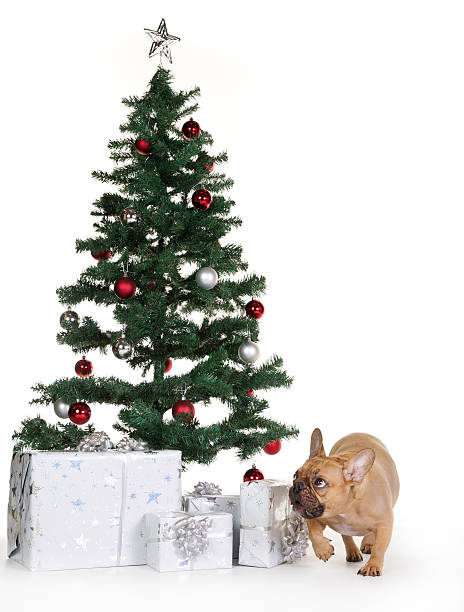 istock French bulldog and christmas tree 503302520