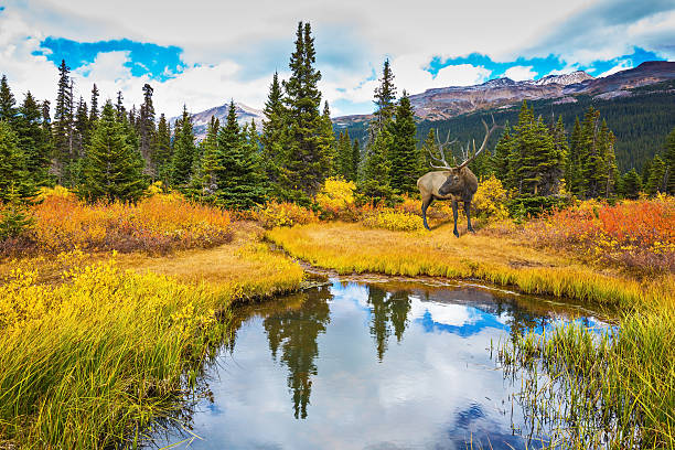 istock The smooth water reflects the cloudy sky 503302752
