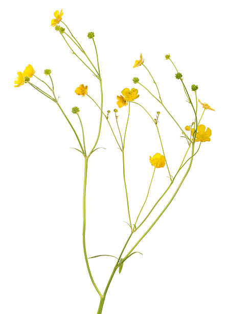 istock small gold buttercup blooms on long stems 503303306
