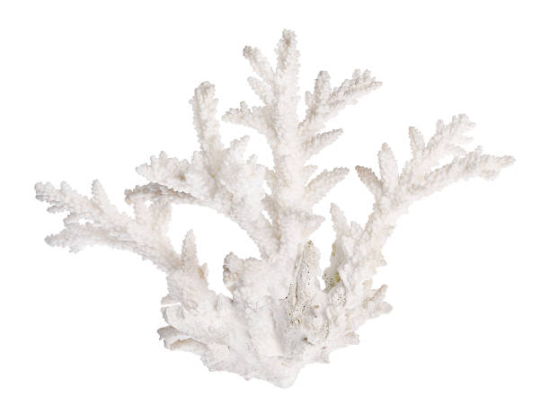 istock isolated white color coral branch 503303784