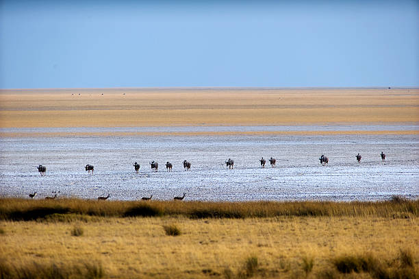 istock Wildbeests crossing Etosha Pan, Etosha National Park, Namibia 503304002