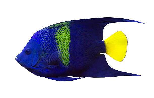istock dark blue fish with green strip and yellow fin 503304056