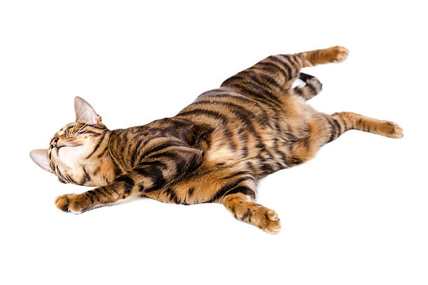 istock Cat breed toyger isolated on white background 503304438