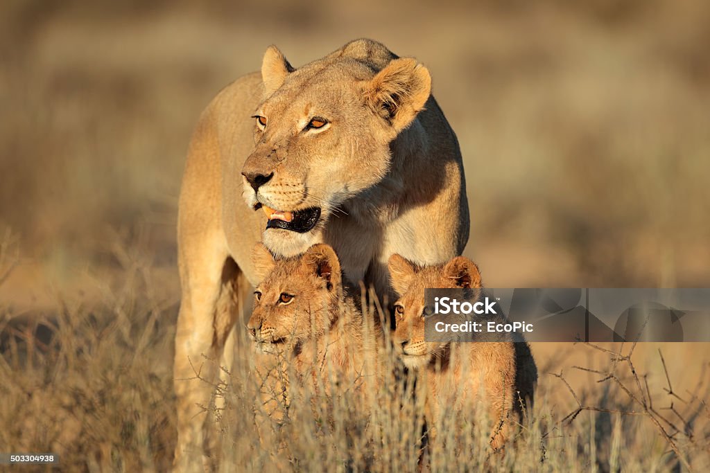 Lioness with cubs Lioness with young lion cubs (Panthera leo) in early morning light, Kalahari desert, South Africa Lion - Feline Stock Photo