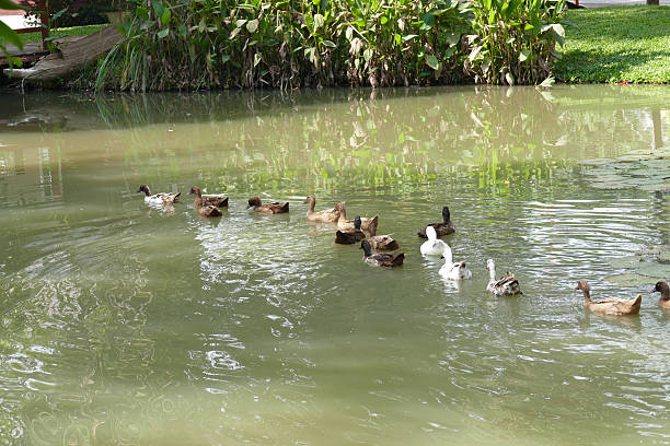 istock duck swimming in the pond 503304962