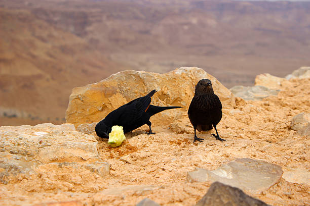 istock Black birds - desert eating fruit - Judea - Israel 503306514