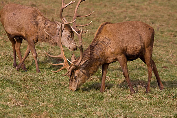 istock Two Red Deer stags sporting their winter antlers UK 503306802