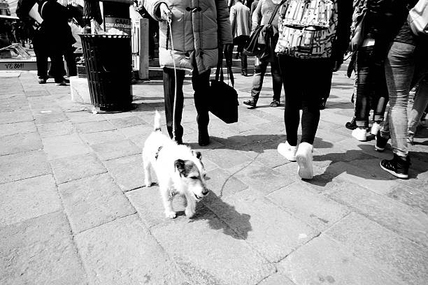 Venice, Italy - April 11, 2015: Jack Russell dog with legs of early morning shoppers near the lagoon in Venice. The centre and focus of the shot is a Jack Russell dog on a lead making its way through a myriad of legs.