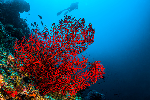Coral de Octo photo