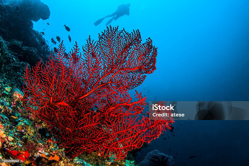 Octo coral A octocoral in Komodo Coral - Cnidarian Stock Photo