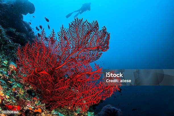 Octo Coral Stock Photo - Download Image Now - Coral - Cnidarian, Reef, Red